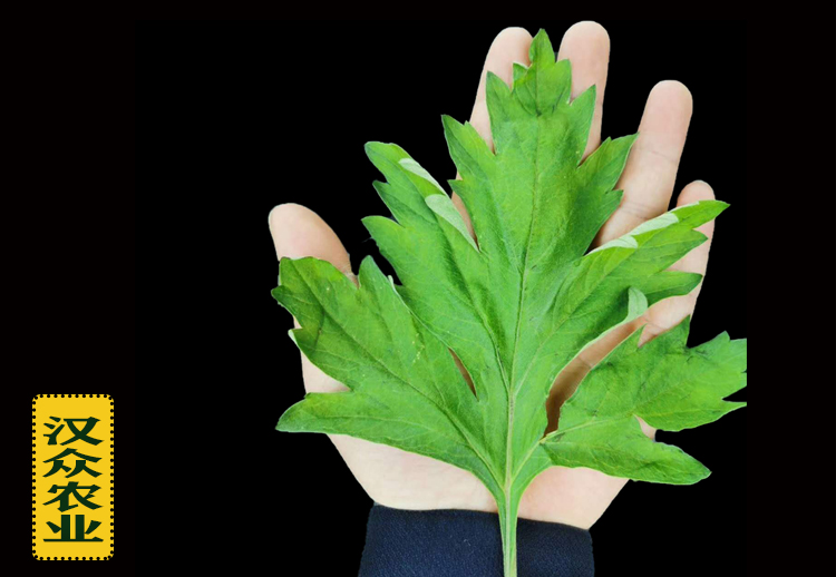 漢眾七角艾草根莖種苗批發(fā)