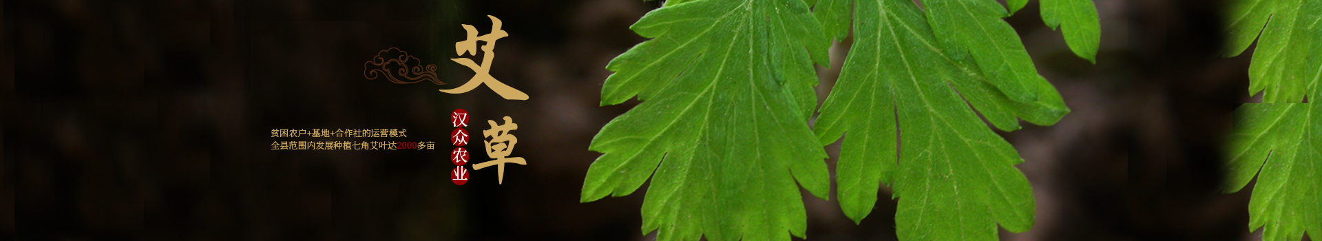 湖南漢眾農(nóng)業(yè)發(fā)展有限公司_懷化天然七角艾草植物種植|懷化艾制品制造銷售 湖南漢眾農(nóng)業(yè)發(fā)展有限公司_懷化天然七角艾草植物種植|懷化艾制品制造銷售