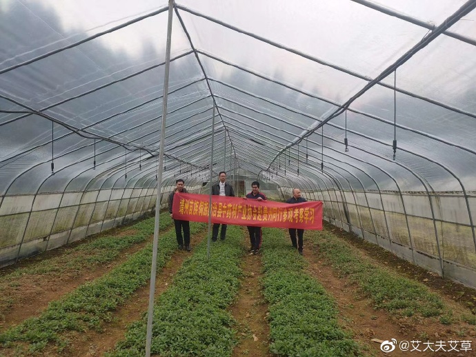 湖南漢眾農(nóng)業(yè)發(fā)展有限公司,懷化天然七角艾草植物種植,懷化艾制品制造銷售