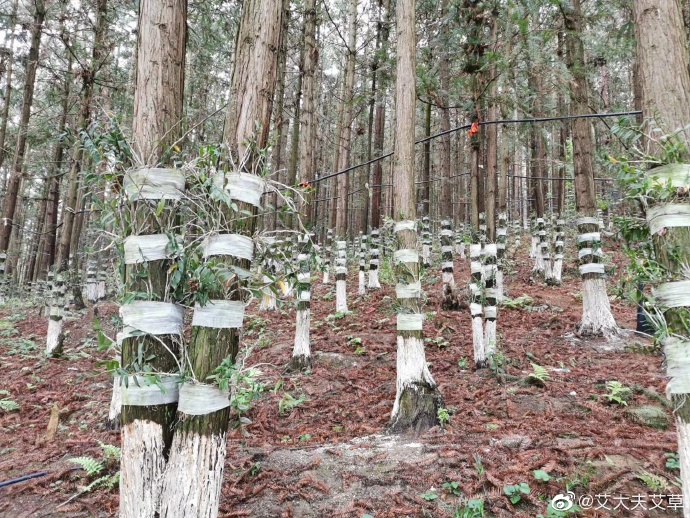 湖南漢眾農(nóng)業(yè)發(fā)展有限公司,懷化天然七角艾草植物種植,懷化艾制品制造銷售