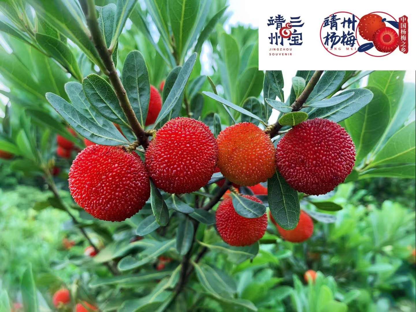 湖南漢眾農(nóng)業(yè)發(fā)展有限公司,懷化天然七角艾草植物種植,懷化艾制品制造銷售